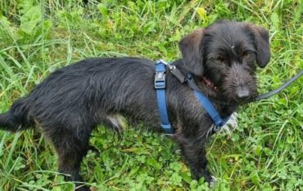 Zuhause gesucht für Mino 🐾
