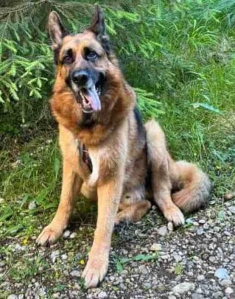 Maxl sucht dringend neues Zuhause