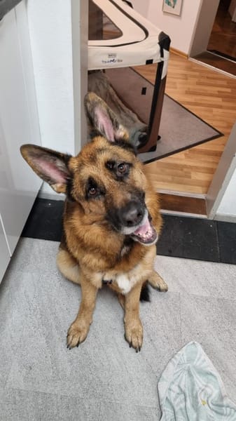 Maxl sucht dringend neues Zuhause