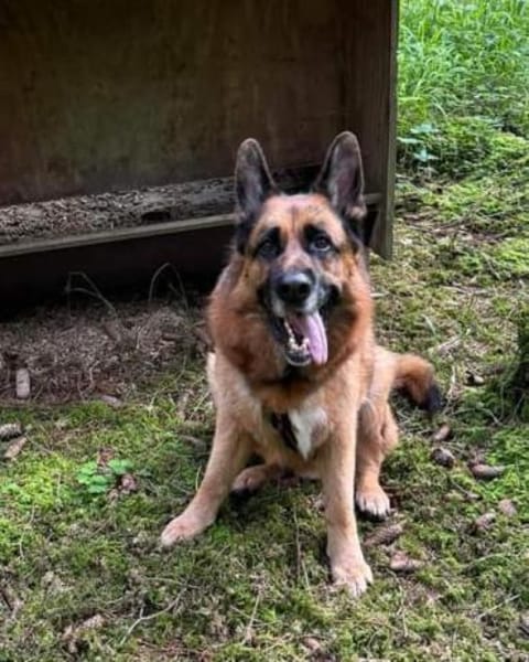 Maxl sucht dringend neues Zuhause