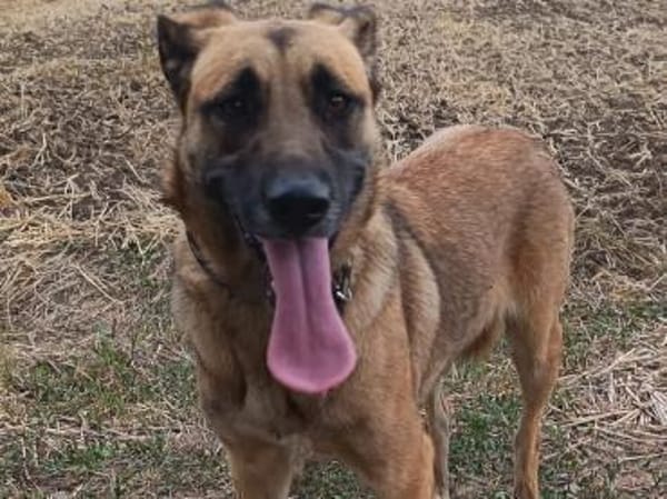 Liebenswerte Mira sucht euch