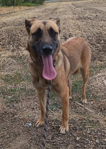 Liebenswerte Mira sucht euch