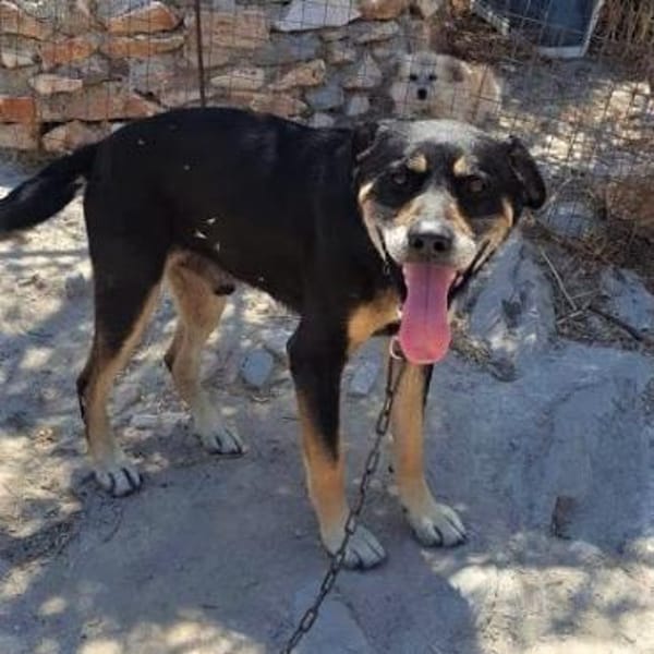 Nemo - verschmuster Senior