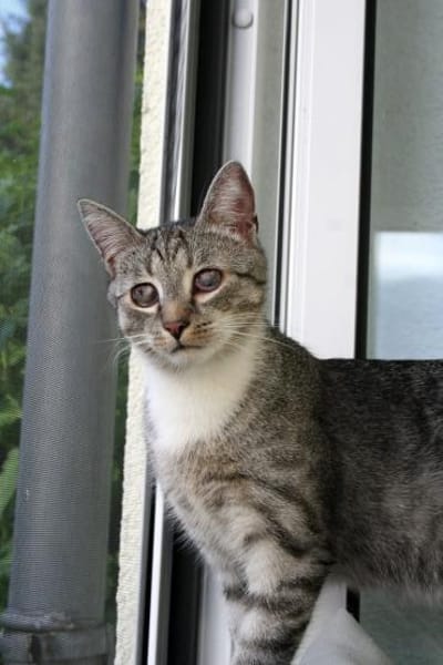 Moody -1 Jahr- FelV+ -Blind- verspielt