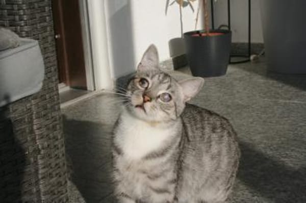 Moody -1 Jahr- FelV+ -Blind- verspielt