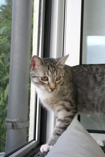 Moody -1 Jahr- FelV+ -Blind- verspielt