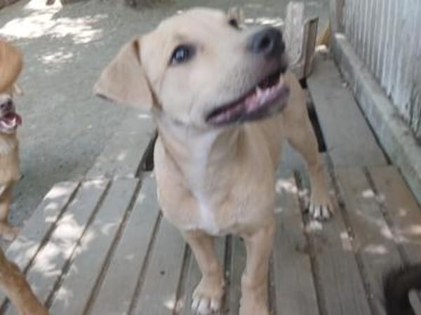 Keni ist ein süßer kleiner Kerl