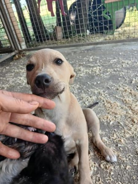 Keni ist ein süßer kleiner Kerl