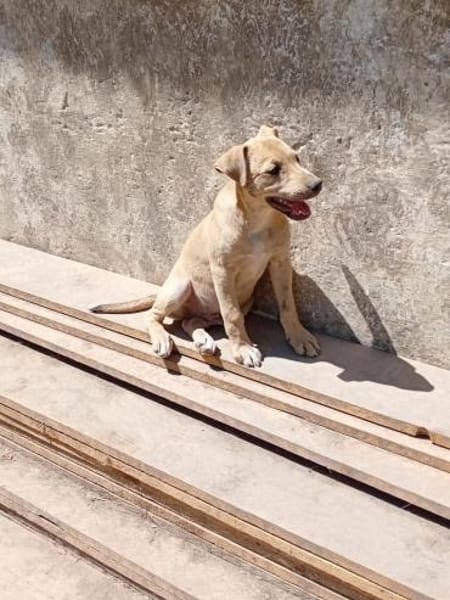 Keni ist ein süßer kleiner Kerl