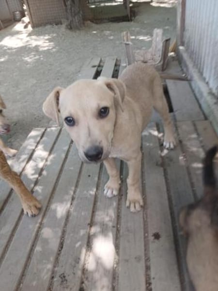 Keni ist ein süßer kleiner Kerl