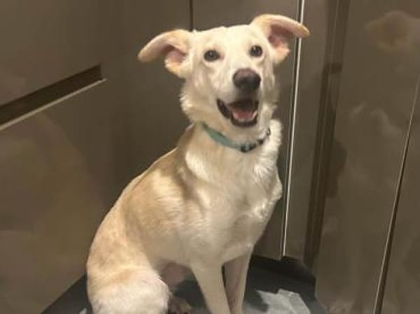 Wird Gas Ihr neues Familienmitglied?