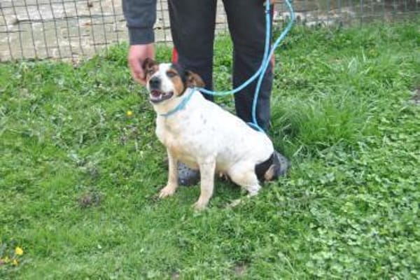 LASSIE - geb. ca. 06/2020 - Beagle Mix