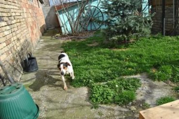 LASSIE - geb. ca. 06/2020 - Beagle Mix