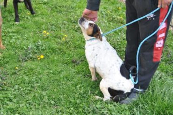 LASSIE - geb. ca. 06/2020 - Beagle Mix