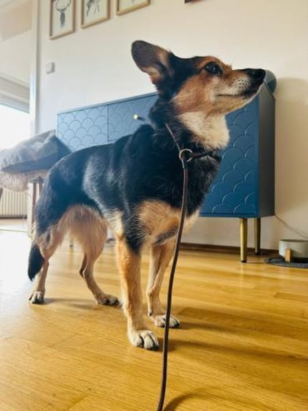 Mia zarte Seele sucht Zuhause