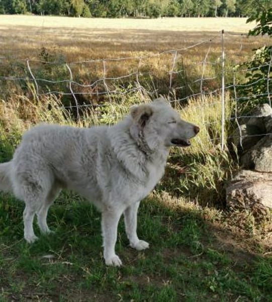 Toshi auf Pflege in Brandenburg