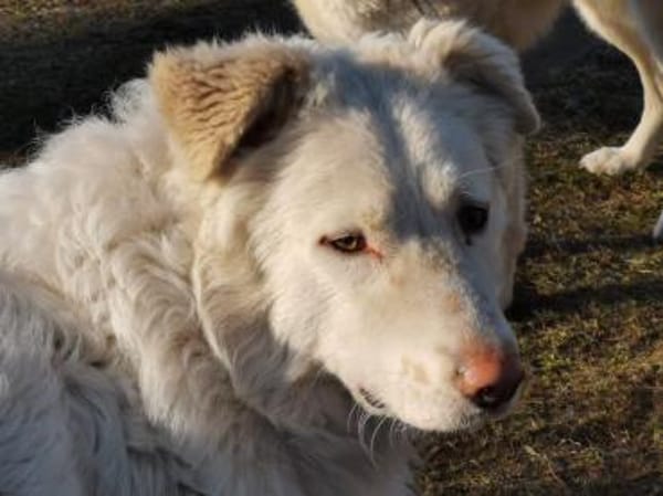 Toshi auf Pflege in Brandenburg