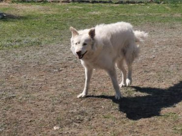Toshi auf Pflege in Brandenburg