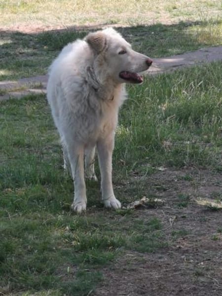Toshi auf Pflege in Brandenburg