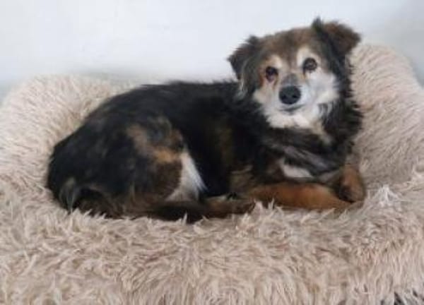 Sisi 40 cm (Pflegestelle)