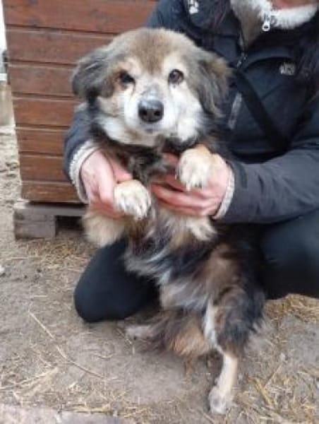 Sisi 40 cm (Pflegestelle)