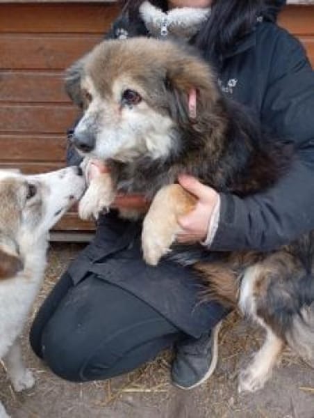 Sisi 40 cm (Pflegestelle)