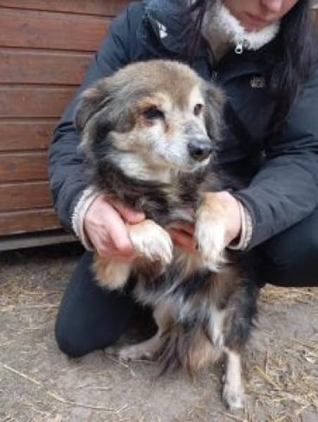 Sisi 40 cm (Pflegestelle)