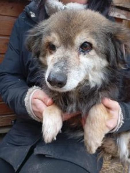 Sisi 40 cm (Pflegestelle)