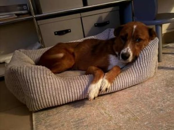 LISABETH -toller Familienhund-