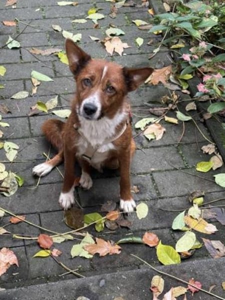 LISABETH -toller Familienhund-