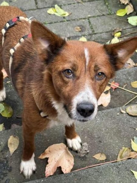 LISABETH -toller Familienhund-