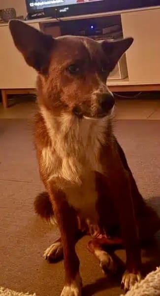 LISABETH -toller Familienhund-