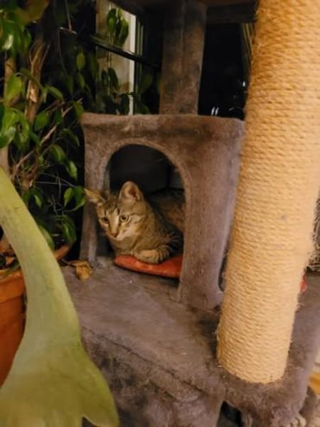 Kater Akari sucht sein Zuhause