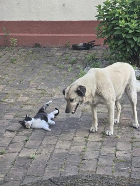 Foxy, kinder- und katzenlieb, zauberhaft