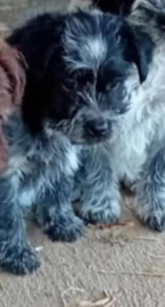 Elza möchte ihre Koffer packen