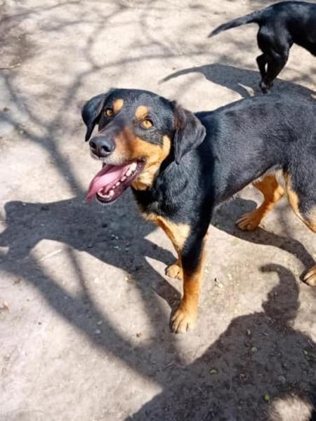 Roki möchte seine Koffer packen