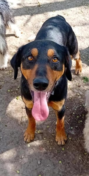 Roki möchte seine Koffer packen