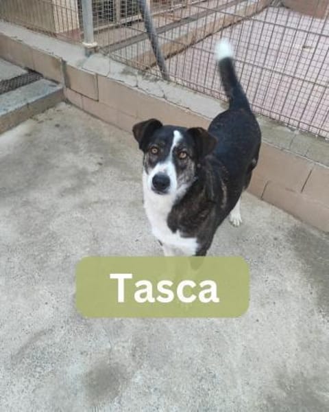 TASCA, w., kastr., Mischling, ca. 65 cm