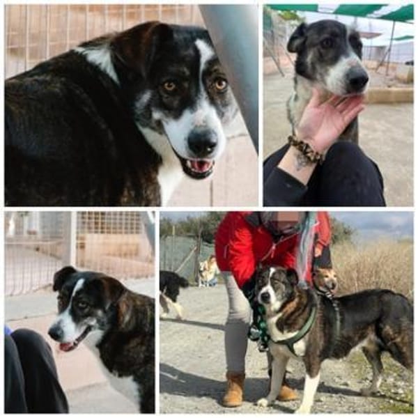 TASCA, w., kastr., Mischling, ca. 65 cm