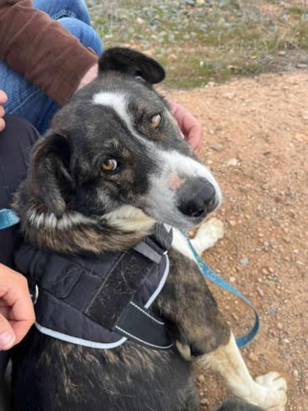 TASCA, w., kastr., Mischling, ca. 65 cm