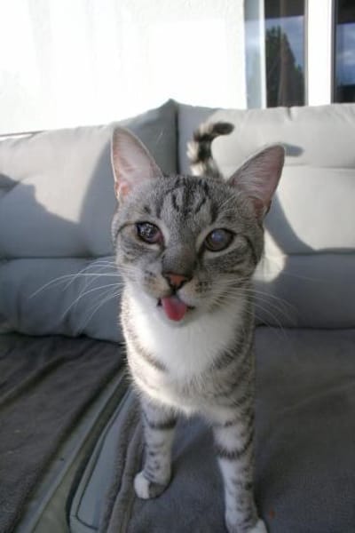 Fury - 1 Jahr alt- Blind -FelV+verspielt