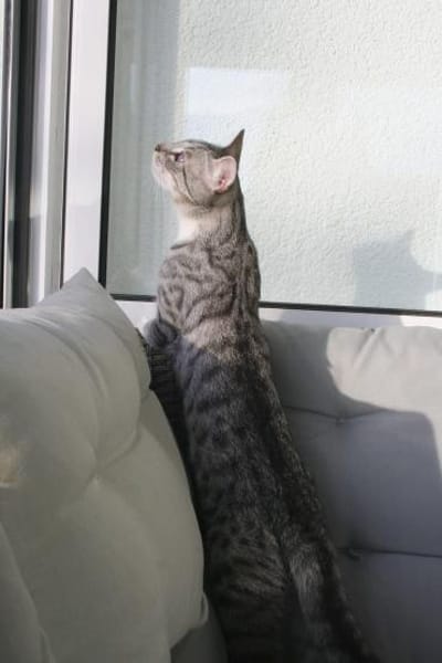 Fury - 1 Jahr alt- Blind -FelV+verspielt