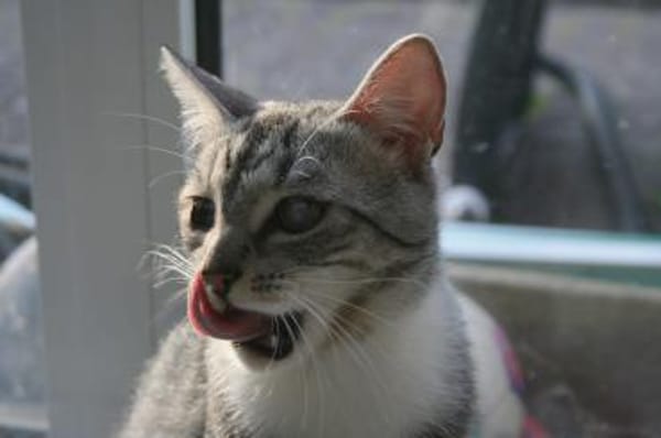 Fury - 1 Jahr alt- Blind -FelV+verspielt
