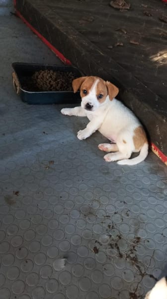 Milo 💚💚💚 Süßes Hundekind