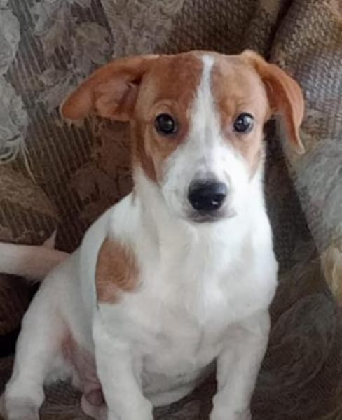 Milo 💚💚💚 Süßes Hundekind