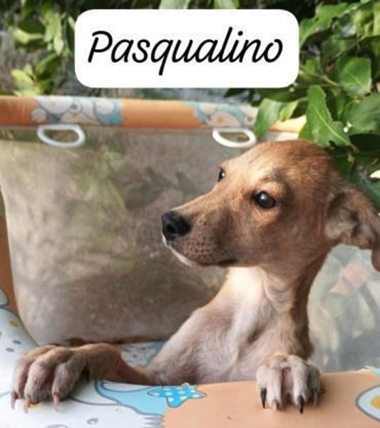 Pasqualino 🍀🍀🍀 ist ein kleiner Knirps