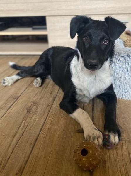 Die liebe❤Aymee❤sucht ihre Menschen