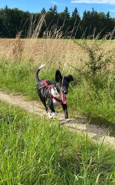 Die liebe❤Aymee❤sucht ihre Menschen