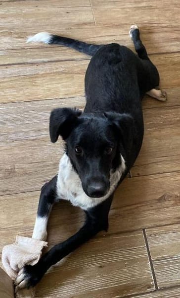 Die liebe❤Aymee❤sucht ihre Menschen