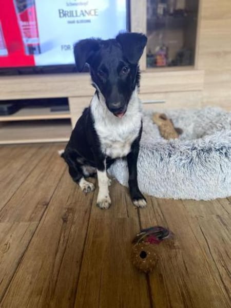 Die liebe❤Aymee❤sucht ihre Menschen